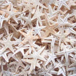 100 Tiny Real Star Fish Starfish .5-1.5 Dried Flat for Crafts & Coastal  Décor Orange Oriental Sugar 