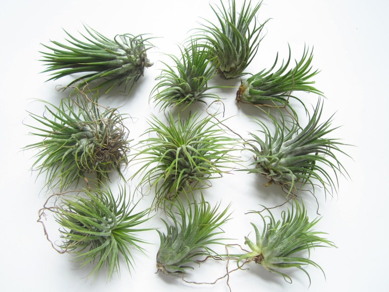 Ionantha Guatemala AKA Air Plant Tillandsia Air Plants Terrarium Supplies Home Decor Beach Wedding Decor Terrarium Plants Air Plants image 7