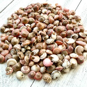 Pink Umbonium Seashells: Small Crafting Shells, Vase Fillers image 5
