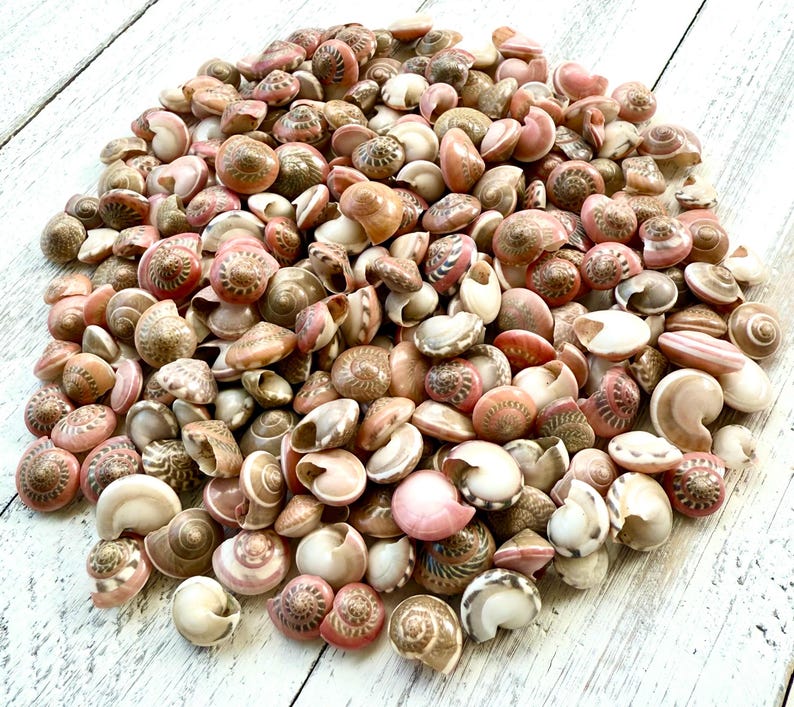 Pink Umbonium Seashells: Small Crafting Shells, Vase Fillers image 5