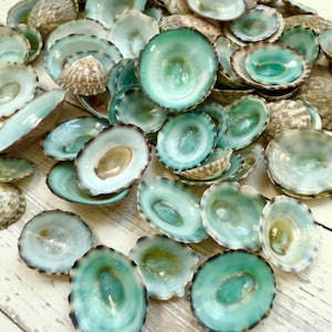 Green Limpet Shells
