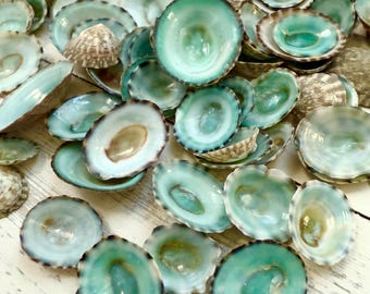 Green Limpet Shells