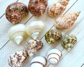 12 Hermit Crab Shells: Natural Seashells, Beach Home Decor (1-2")