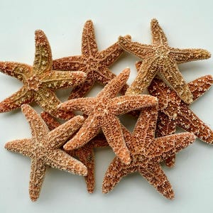 Starfish-Sugar Starfish-Sugar Starfish 3-4&quot;-Sugar Starfish Supplies-Beach Wedding Decor-Beach Home Decor-Beach Wedding-Craft Supplies