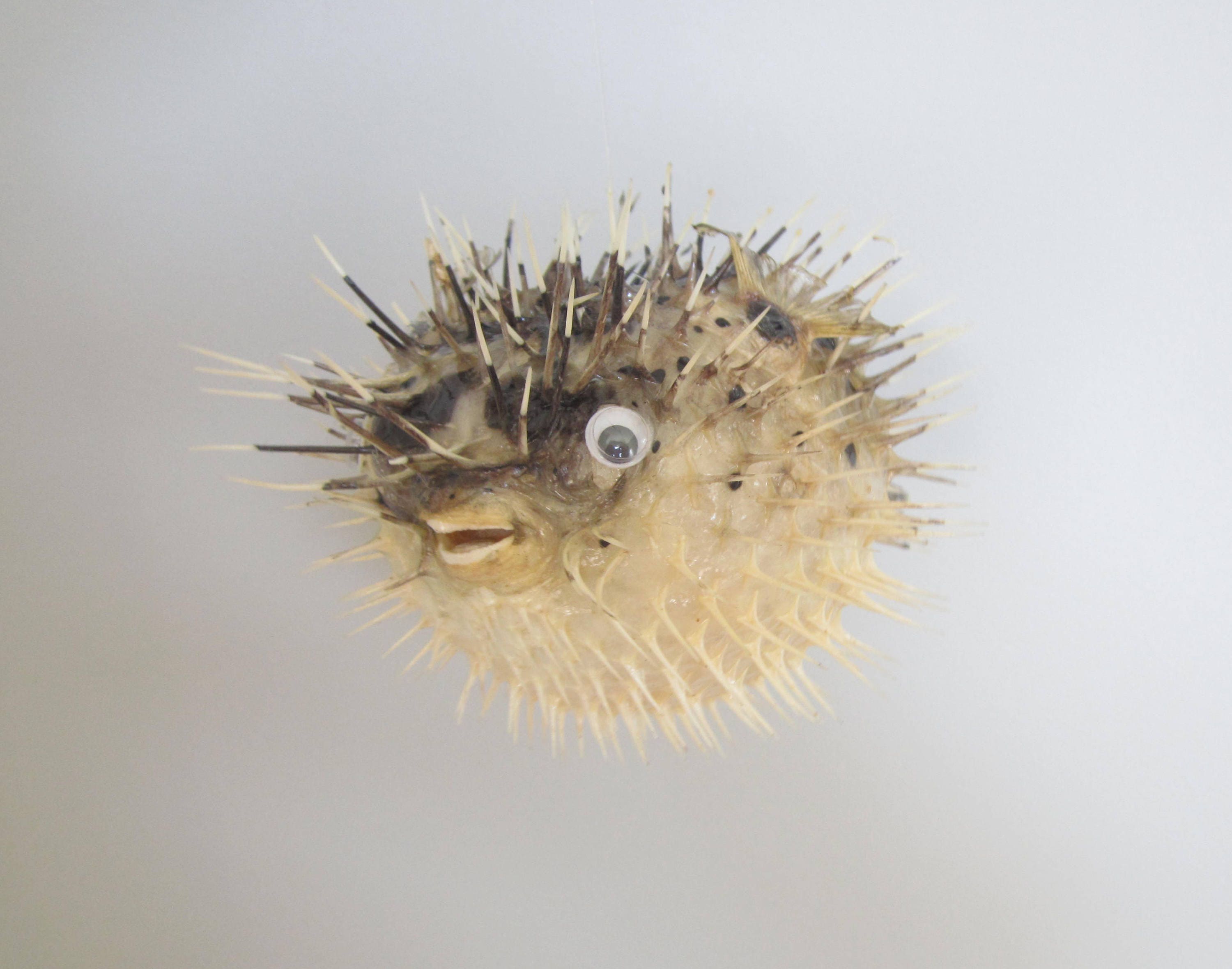 Dried Porcupine Puffer Fish461 PieceBlow FishPuffer Etsy