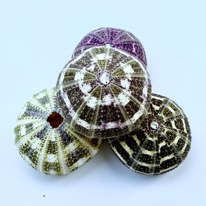 May include: Four sea urchins, three with a white and black striped pattern and one with a purple and white pattern.
