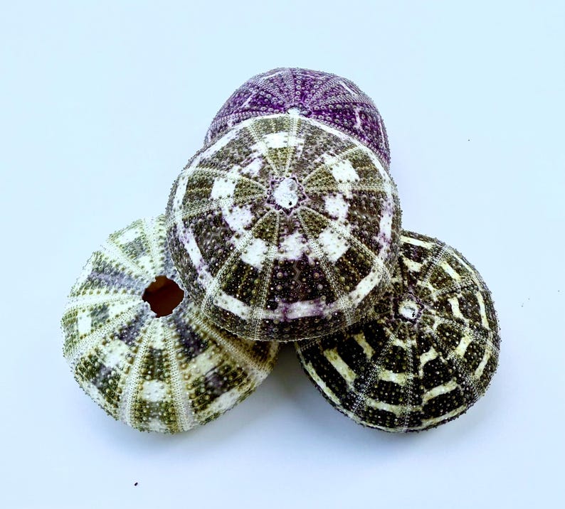 May include: Four sea urchins, three with a white and black striped pattern and one with a purple and white pattern.