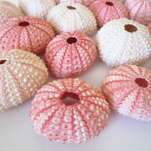 Pink Sea Urchins – 10 Piece Set, Beach Wedding Decor, Seashell Crafts image 4
