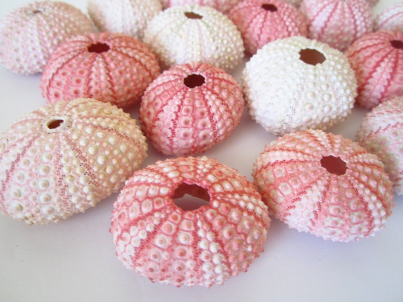 Pink Sea Urchin set of 10-Beach Wedding Decor-Sea Shells Bulk-Beach Home Decor-Seashell Crafts-Sea Urchin-Beach Wedding Favors-Urchin image 4