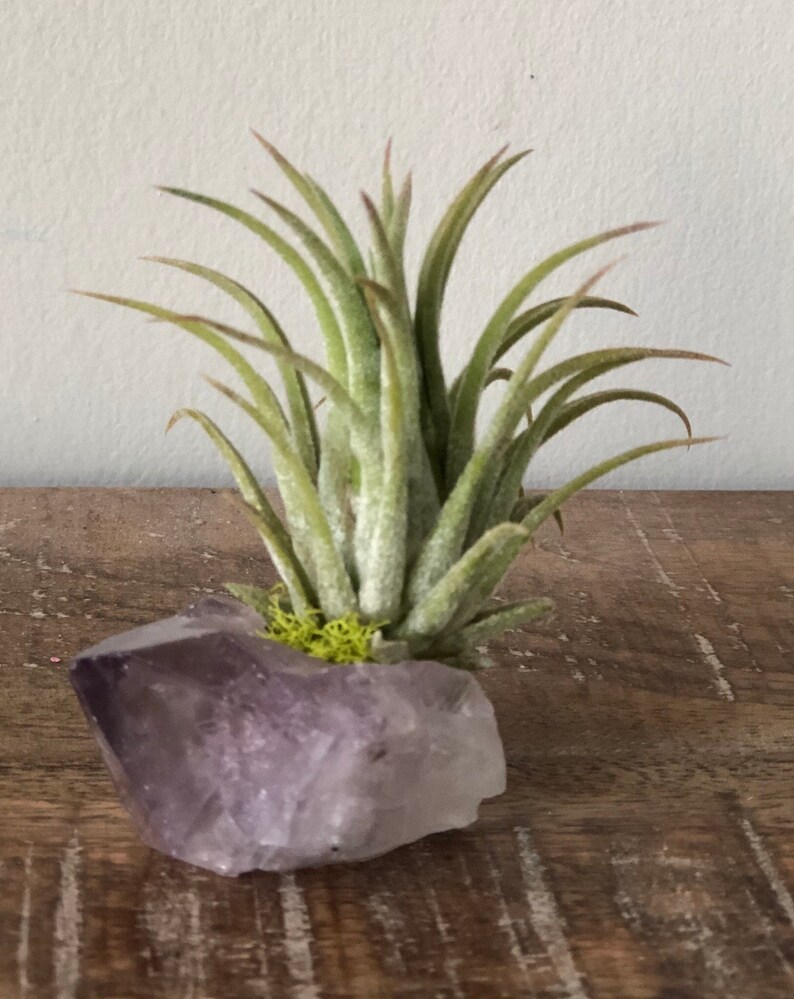 Amethyst Air Plant Crystal Air Plant Tillandsia Terrarium Air Etsy