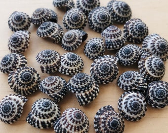 Heliacus Shells-Mini Shells-Crafting Shells-Small Shells-Beach Wedding Decor-Jewelry Supplies-Beach Home Decor-Shells Bulk-Snail Shells