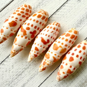 May include: Five orange and white cone shells with a spotted pattern. The shells are arranged in a row on a white wooden surface.