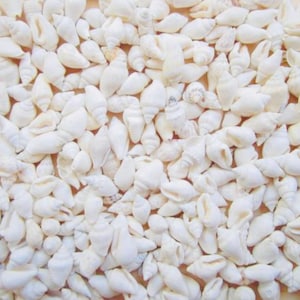 May include: A collection of small, white seashells. The shells vary in shape and size, with a predominantly spiral form. The overall texture appears smooth and the color is a creamy white, creating a natural, beachy aesthetic. Ideal for crafts or coastal decor.