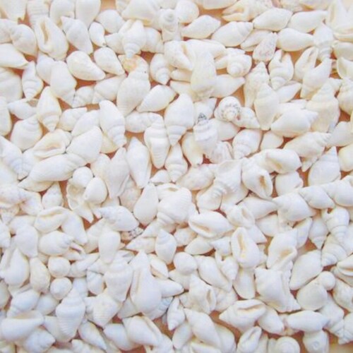 Beach Decor White Shells Shells Seashells Sea Shells Bulk - Etsy