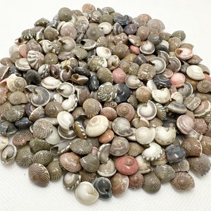 Umbonium Mix Seashells-Small Sea Shells-Botton Top Shells-Shell Vase Fillers-Crafting Shells-Natural Sea Shells