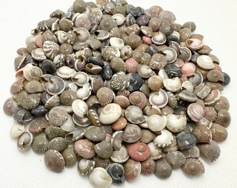 Rare Sea Shells. Gorgeous Beach Shells. Decor for Home, Boat