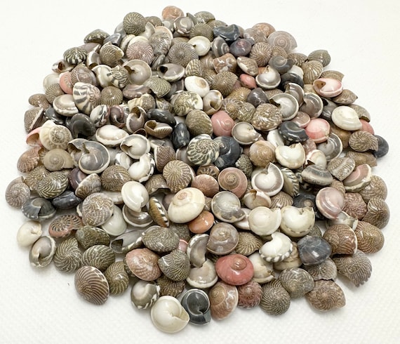 50 Teeny Tiny Top Shells for Seashell Art, Tiny Colorful Craft