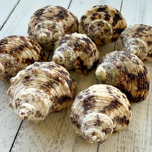 May include: A collection of seven brown and white seashells with intricate patterns. The shells are arranged in a circle on a white wooden surface.