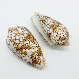 May include: Two brown and white seashells with a patterned design. The shells are smooth and have a glossy finish.