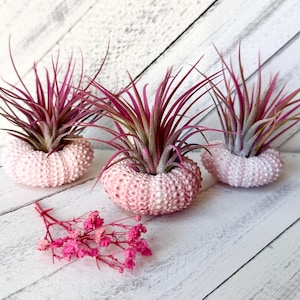 May include: Three pink air plants in pink sea urchin shells. The air plants have long, thin, pink leaves. The sea urchin shells are a light pink color and have a spiky texture.