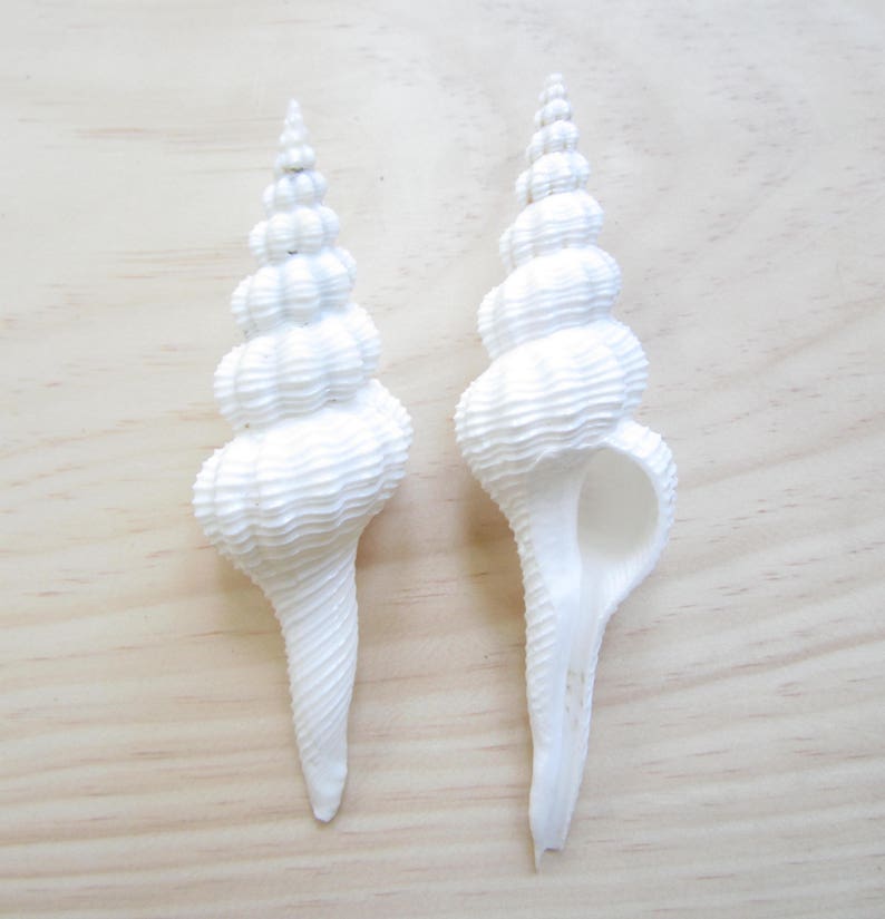 Fusinus Forceps-1 Piece-Sea Shell Bulk-Beach Wedding Decor-Collectors Shells-Sea Shell Supplies-Beach Home Decor-She ShellsMurex Sea Shells image 2