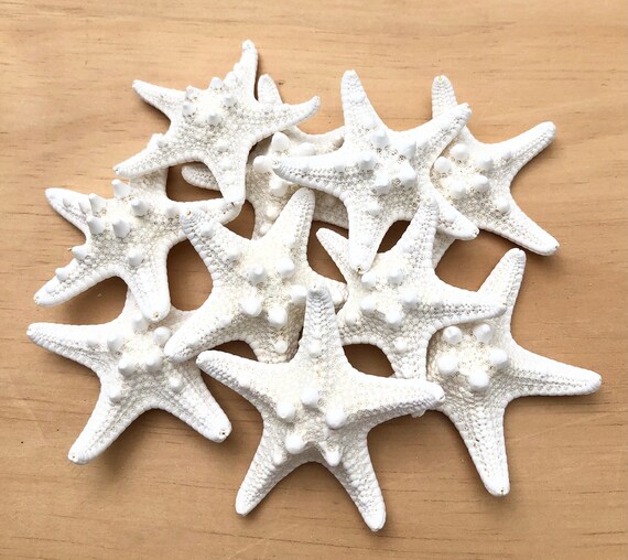 White Knobby Starfish (1-2