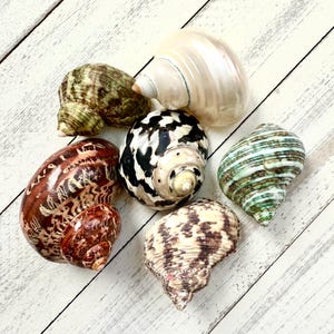 May include: Six seashells of various sizes and colors, including brown, white, black, green, and tan. The shells are arranged on a white wooden surface.