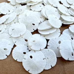 Sand Dollars-Sand Dollar Bulk-Seashell Bulk-Size 0.5-0.75&quot;-Mini Sand Dollar-Beach Wedding Decor-Beach Wedding Favor-Craft Supply-Sand Dollar