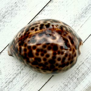 Tiger Cowry-2-3”-Cowry Sea Shells-Beach Wedding Decor-Beach Home Decor-Crafting Shells-Cowrie Sea Shell-Sea Shells
