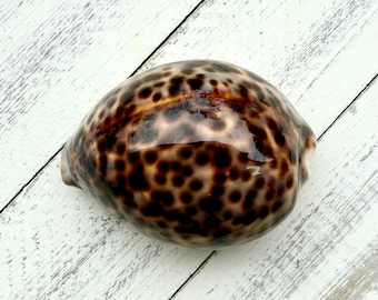 Tiger Cowry-2-3”-Cowry Sea Shells-Beach Wedding Decor-Beach Home Decor-Crafting Shells-Cowrie Sea Shell-Sea Shells