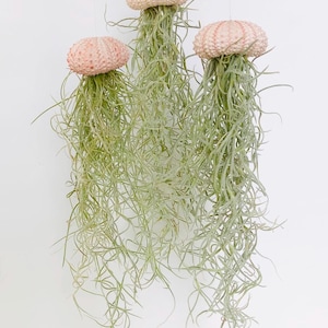 Jellyfish Air Plant-Live Plant-Tillandsia Decor-Hanging Jellyfish Air Plant-Air Plant Sea Urchin Set-Home Decor-Pink Urchin Jellyfish-Plant