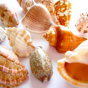 Sea Shell Mix-sea Shells Bulk-craft Sea Shells-beach Wedding Decor ...