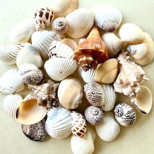 May include: A collection of seashells in various shapes, sizes, and colors, including white, brown, and beige. Some shells have intricate patterns and textures.