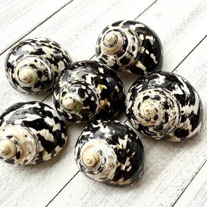 Turbo Shell-Magpie Shell-1.5-2&quot;-Shell for Hermit Crabs-Black and White Turbo Shell-Germit Crab Shell-Sea Shells-Starfish-Sand Dollar-Shells