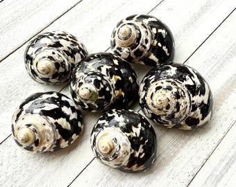 Magpie Turbo Shell: Black and White Sea Shell (1.5-2")