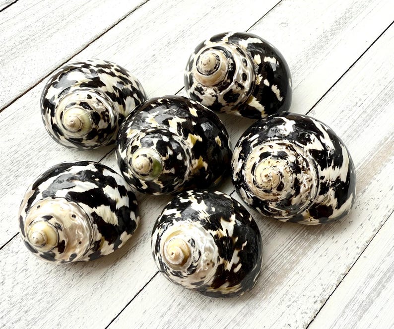 Magpie Shells Magpie Turbo Shell: Black and White Sea Shell (1.5-2