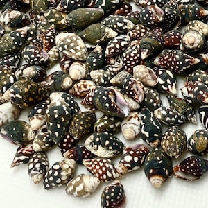 Nassa Columbella Shells-Small Shells-Beach Home Decor-Crafting Shells-Sea Shells-Beach Wedding Decor-Tiny Shells-Shells Bulk-Wedding Decor