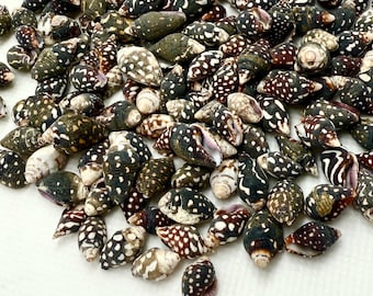 May include: A collection of small, spotted seashells in shades of brown, black, and white. The shells are arranged in a pile on a white surface.