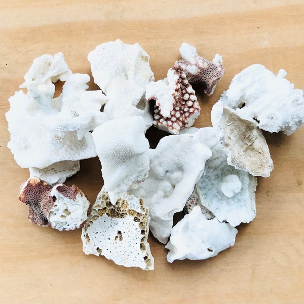 Coral Pieces Cat. C-Natural Coral Pieces-Real Coral Pieces-Coral-Home Decor-Coral Cluster-Beach Decor-Wedding Decor-Coastal Decor-Coral Bulk