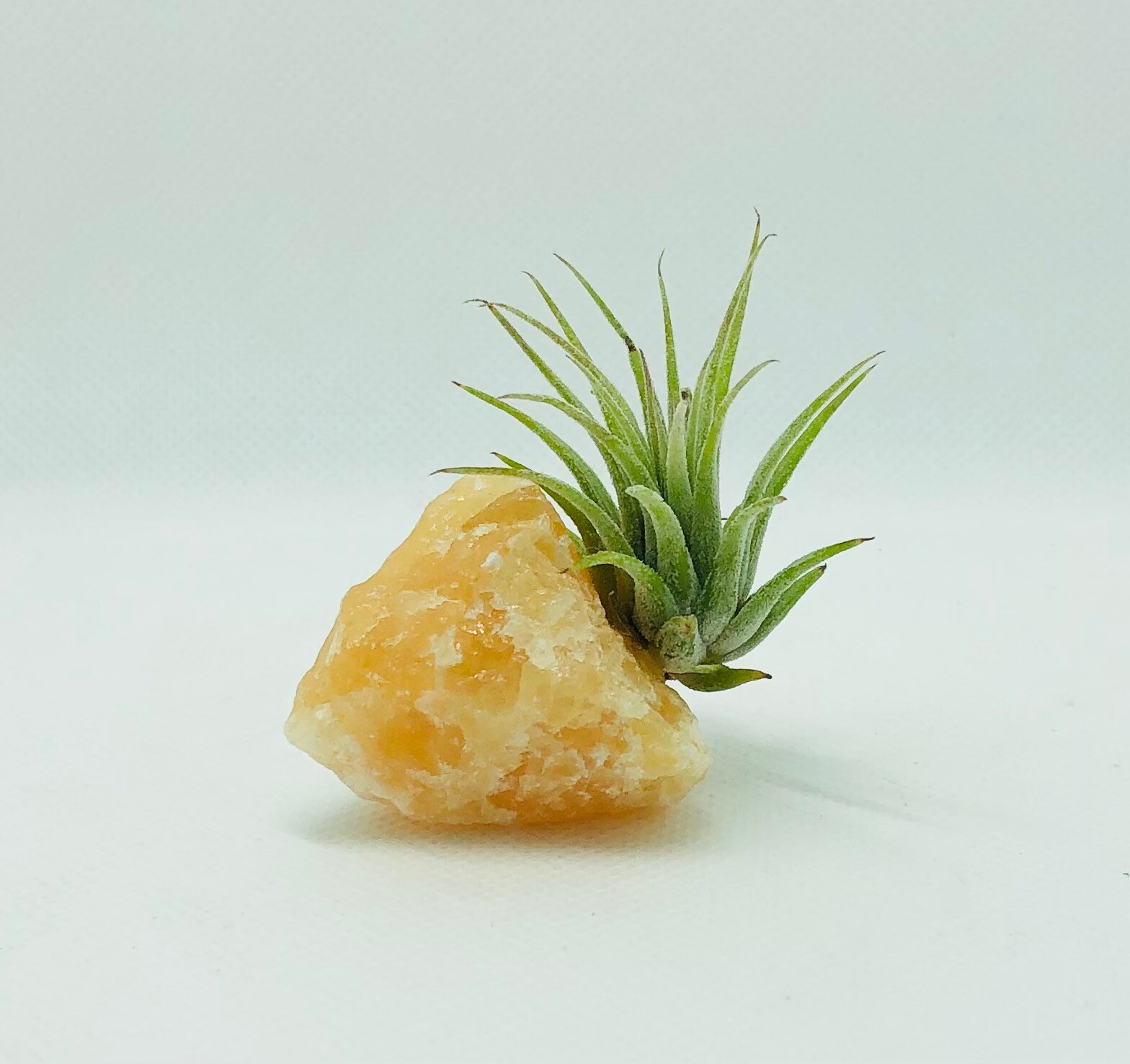 Air Plant Calcite Orange-air Plant Terrarium-friendship Gift-hausewarming  Gift-air Plant-terrarium Supplies-desk Accessories-boho Decor 