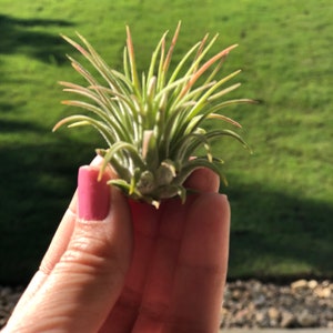 May include: A small green and pink air plant with long, thin leaves. The plant is being held in a hand.