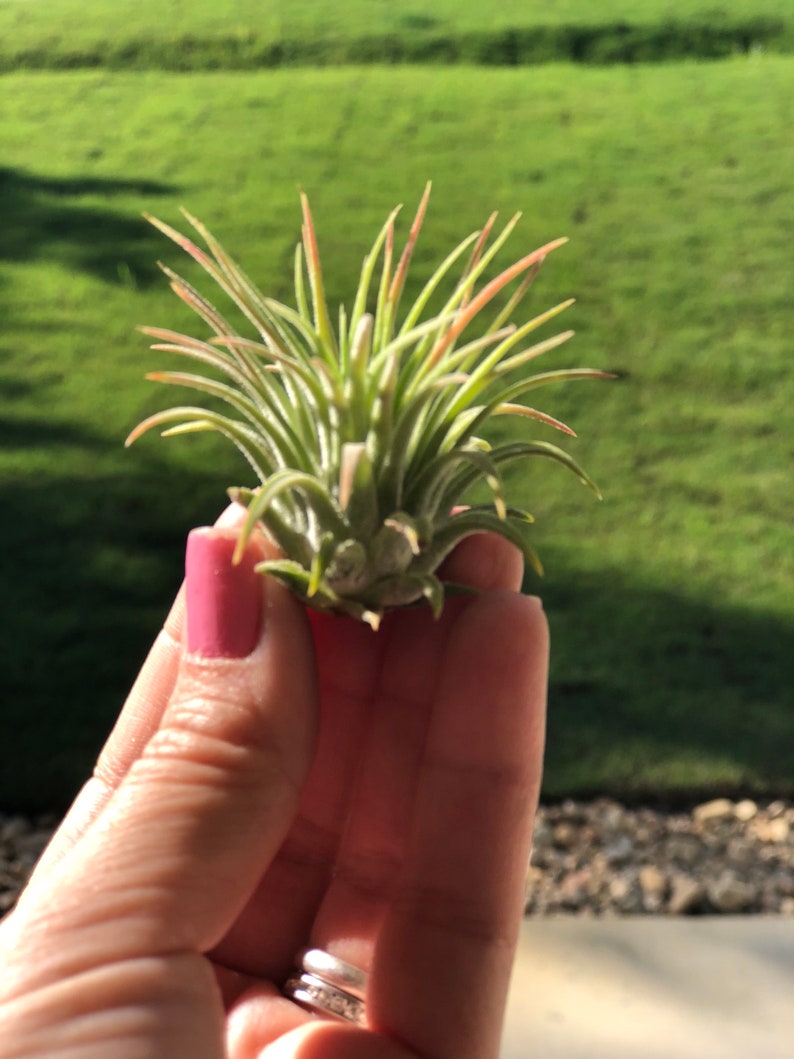 Rubra Air Plant Ionantha Tillandsia Air Plants Terrarium Air Plants Terrarium Beach Wedding Decor Terrarium Plants Air Plants Tillandsia image 7