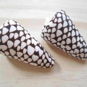 May include: Two cone-shaped seashells with a black and white pattern of small hearts. The shells are on a light wood surface.