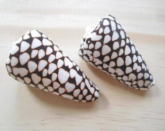 Marble Cone Shell-Conus Marmoreus-Sea Shells for Crafting-Beach Wedding Decor-Large Shells-Collectors Shells-She Shells-Shells
