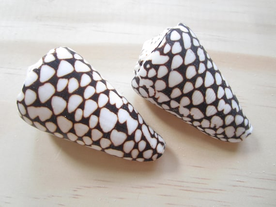 Marble Cone Shell-conus Marmoreus-sea Shells for Crafting-beach Wedding  Decor-large Shells-collectors Shells-she Shells-shells 