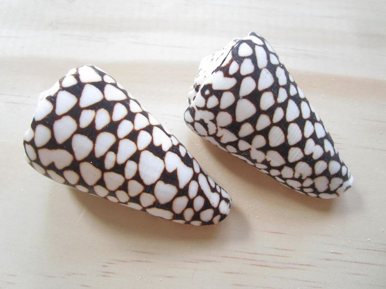 May include: Two cone-shaped seashells with a black and white pattern of small hearts. The shells are on a light wood surface.