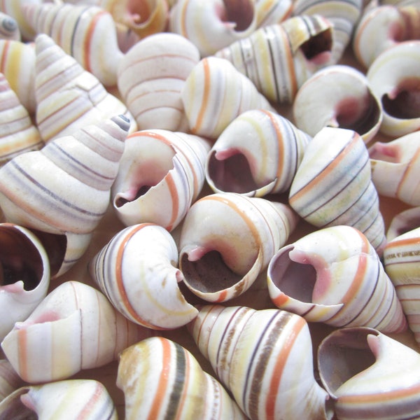 Candy Cane Land Snail Shells-Linguus Virgineus-Striped Tree Snails-Beach Wedding Decor-Snail Shells-Beach Home Decor-Sea Shells Bulk