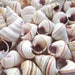 see more listings in the Sea Shells section