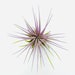 see more listings in the Air Plants & Supplies section