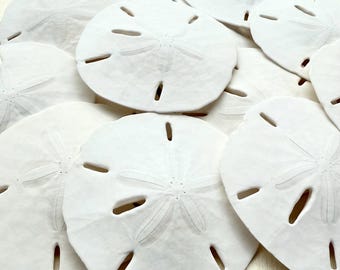 Dólar de arena natural de 8,9 a 10 cm - Decoración playera - Artesanías costeras - Dólares de arena